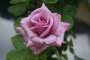 Arctic Ice Hybrid Tea Rose 5LT