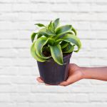 Dragon Tree - Tornado - 15CM Nursery Pot