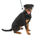 3 In 1 Slip Lead - Large