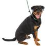 3 In 1 Slip Lead - Large