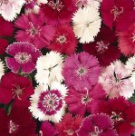 Dianthus Ideal Select Mix Seed - 5000 Raw Seed