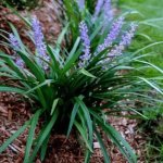 Liriope Muscari ‘evergreen Giant’ 17CM Pot