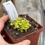 Venus Fly Trap 'spiderman.' Special Import. - 3 Years Or Older. 12CM Plastic Container.