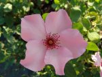 Dainty Bess Hybrid Tea Rose 5LT