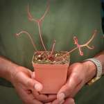 Sundew Drosera Binata Var. Multifida - Small To Medium Plant. 7.5CM Plastic Container.