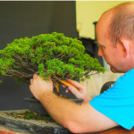 Juniper Bonsai Styling Class 27TH May Cape Town.