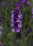 Lavender Avignon Early Blue Seed - 1000 Raw Seed
