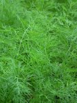 Dill Common Seed - 100 G Raw Seed