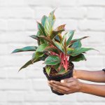 Chinese Evergreen - King Of Siam - In 16.5CM Nursery Pot