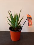 Aloe Bushwhacker 15CM Pot