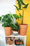 Trendy Plant Subscription Monthly Gauteng Only - Bi-annually