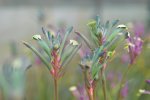 Anigozanthos Celebrations Fireworks Seedlings - 3 Plug Plants