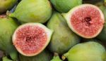 White Genoa Fig Tree 20LT