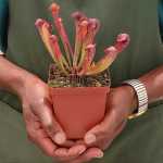 Trumpet Pitcher Sarracenia Voldemort - Small To Medium Plant. 7.5CM Plastic Container.