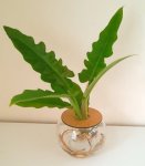 10CM Fishbowl With Philodendron Narrow