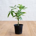 Chinese Money Tree - 14CM Nursery Pot Braided Stem