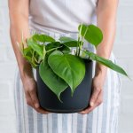 Heart Leaf Philodendron - In 16CM Black Matte Emerson Planter