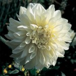 Dahlia Dinner Plate – “white Perfection” Bulbs