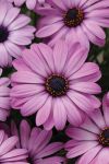 Osteospermum Akila Lavender Shades Seed - 5 Raw Seed