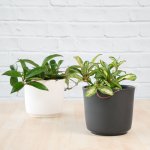 Hoya Carnosa - Variegated - In Matt Grey Ceramic Planter