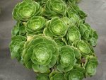 Aeonium Green 4LT