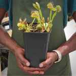 Venus Fly Trap 'dc-xl' - Dormant Plant. 12CM Plastic Container.
