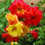 Joseph’s Coat Climbing Rose 5LT