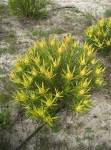 Leucadendron African Gold 15CM Pot