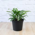 Chinese Evergreen - Silver Queen - Large - 25CM Nursery Pot