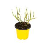 Drosera Binata White