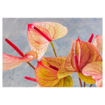 Anthurium Pink & Green Fleece Blanket