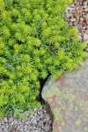 Sedum Angelina 128 Plug Tray