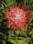 Leucospermum Tango Pincushion 15CM Pot