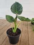 Alocasia Odora Regal 19CM Pot