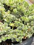 Carissa Macrocarpa Variegata 12CM Pot