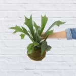 Staghorn Fern Mossball - Medium Staghorn Mossball