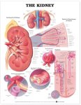 Kidney Anatomical Chart 9951