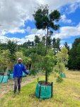 Afrocarpus Falcatus 250LT Tree Large