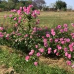 Pink Iceberg Climbing Rose 5LT