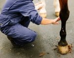 Equine Tendon Gel