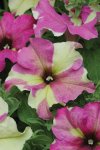 Petunia Sophistica Lime Bicolor Seed - 10 Pelleted Seed