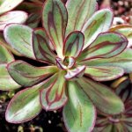 Echeveria Nodulosa 4LT