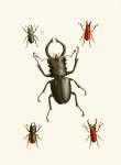 The Cabinet Of Oriental Entomology Pl Ix 1848 Art Print - A0
