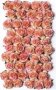 Bloom Large Wild Roses With Stems - Champagne Pink 50 Pieces