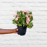 Calandiva - Pink Flowers - 15CM Nursery Pot No Flowers