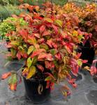 Nandina Pygmaea 15 Cm Pot