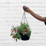 Flying Goldfish Plant - Large - 20CM Hanging Basket