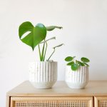 Rafa Terrazzo - Vanilla - 16CM