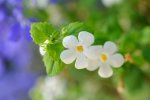Bacopa ‘megacopa’ White 15CM Pot