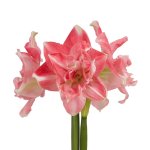 Amaryllis Symphony Double – First Love Bulb